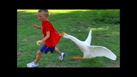 Funny Baby With Animal