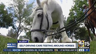 Waymo testing vehicles around horses