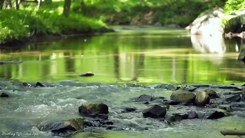 Relaxing Nature Forest Stream with Singing Birds