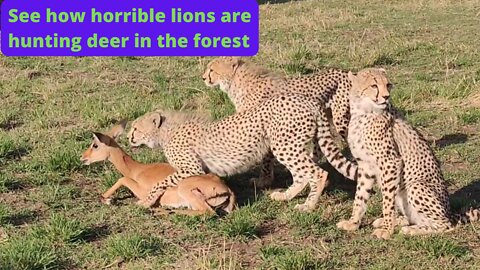 See how horrible lions are hunting deer in the forest