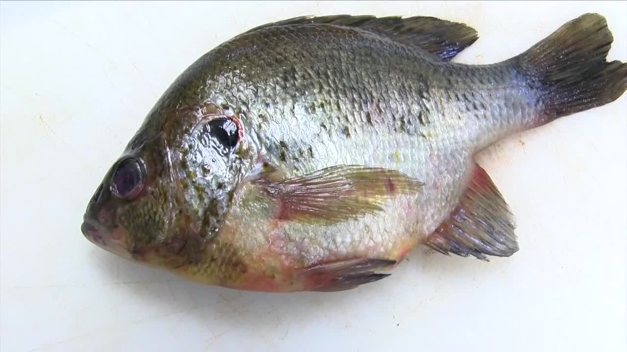 Researchers testing for toxins in fish