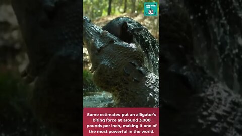 fun alligator interesting facts -🐊 alligator facts🌿- #alligatorfacts #wildlife facts #swampalligator
