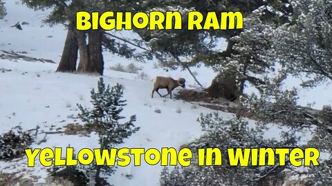 Bighorn Ram in Yellowstone National Park