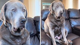 Clingy Dog Gets Mad At Mom For Not Giving Him Enough Attention