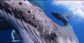 Whale and calf approach diver in French Polynesia