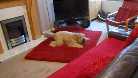 Wheaten Terrier gets extreme case of the zoomies playing with mom
