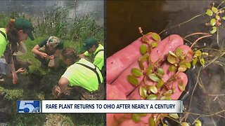 Rare plant resurfaces in Ohio after disappearing nearly 100 years ago