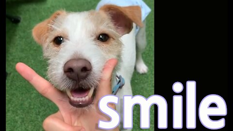 Jack Russell is extremely very good at smile
