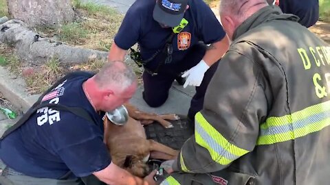 Firefighters Revive And Save Dog Rescued From Burning House