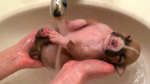 Rescued Pup Blissfully Enjoys His First Shower