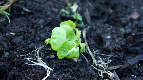 How to Grow Food from Kitchen Scraps