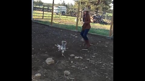 Woman demonstrates how NOT to catch a chicken