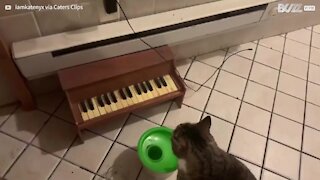 Ce chat réclame à manger en jouant du piano