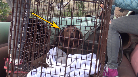 Scared homeless Pit Bull hides in a tiny pipe for many weeks until Hope For Paws was called