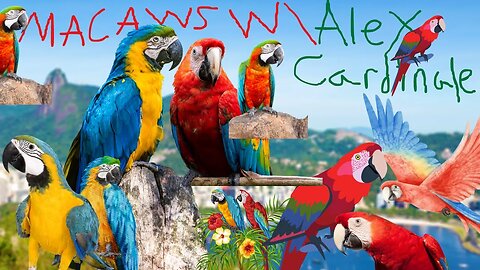 Macaws W/ Alex Cardinale
