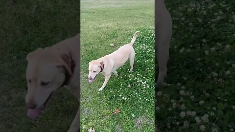 Maggie playing #shorts #dogs #dogslife #rving #dog