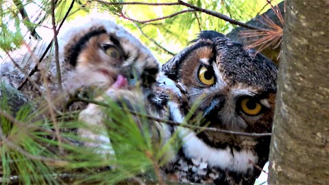 Baby owl shares breakfast in the nest with his mother