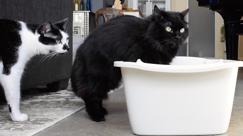 How to properly clean your cat's litter box