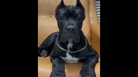 wait for it (super cool) #dogsofinstagram #doglover #canecorso #cute #shorts