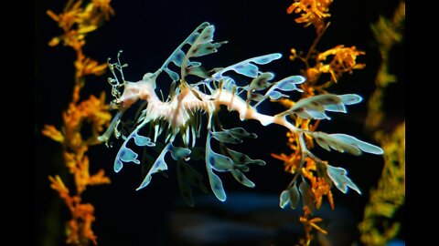 The video shows a male sea dragon walking his future offspring.
