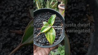 #shorts sansevieria