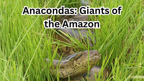 Anacondas: Giants of the Amazon