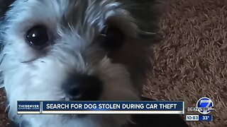 Denver family needs help tracking down stolen SUV with dog inside