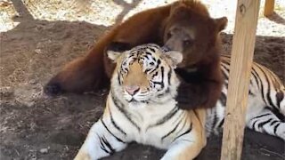 Urso e tigre se tornam grandes amigos