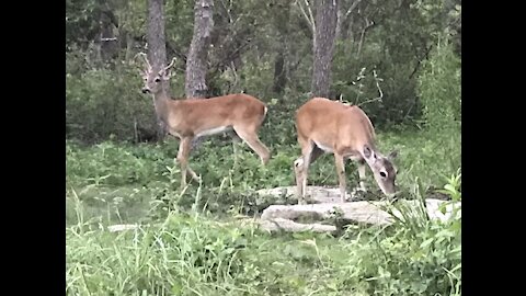 Dog sits and watches deer