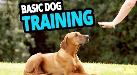 Dog training| Basic dog training| Brain Training for dogs