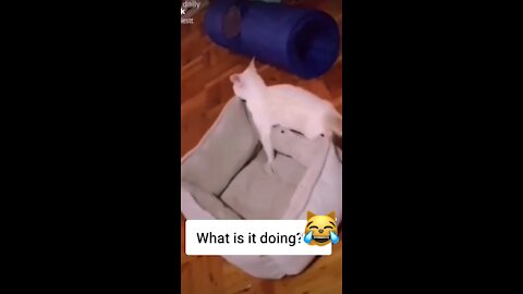 Crazy Cat 🐈- funny video 😹