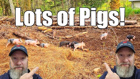 Pig Update - See a Pig be Born! @UncleTimsFarm