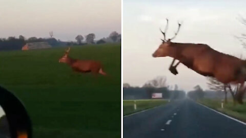 Deer skipped the road in front of the car