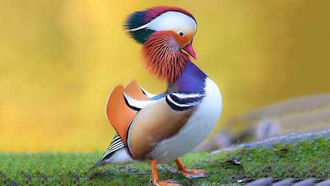 Most Beautiful Ducks in the World