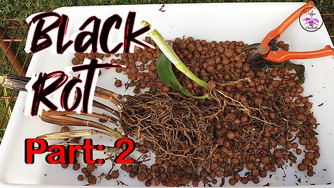 Inspecting Root System of Orchid with Black Rot | How to prep orchid for Rescue #ninjaorchids
