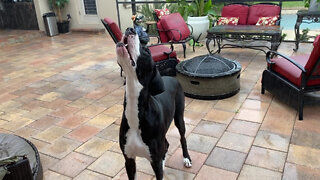 Great Dane Catches Raindrops Like A Little Kid