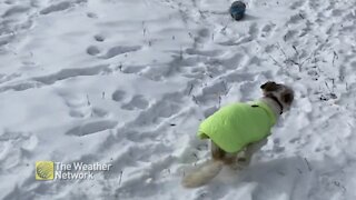 Basil the dog enjoys some snow zoomies after tipping his wheelchair