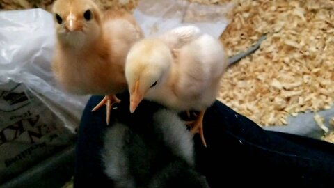 Baby chicks 11 days old