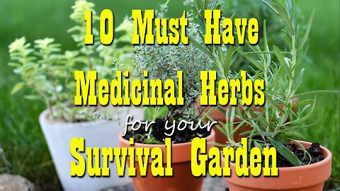 10 Must Have Medicinal Herbs for your Survival Garden ~ Preparedness