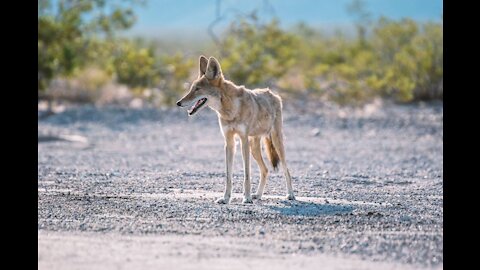 How to Survive a Rabid Coyote Attack