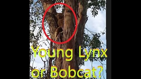 Dogs Going CRAZY on Lynx? Bobcat? | Part II K9 D.I.Y in 4D