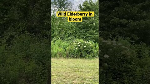 Elderberry Grows Wild Everywhere in the South!