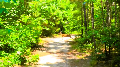 Exploring Park Preserve Trail (of Smith Creek Park) - Wilmington, North Carolina - POV Nature Hike