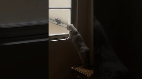 cat V/S Pigeon