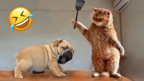 Funniest Animals 2023 🤣 Best Cats and Dogs Videos 😸🐶 Part 4