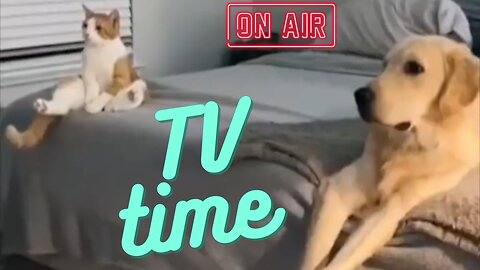 TV Time (Cats Series 1)