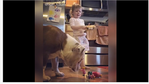 Bulldog knocks over little girl's toys