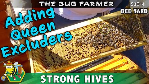 Queen Excluder -- Adding the queen excluder to the hive and stacking supers. Springtime beekeeping.
