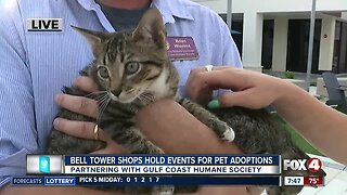 Bell Tower shops partner with Gulf Coast Humane Society for weekend pet events