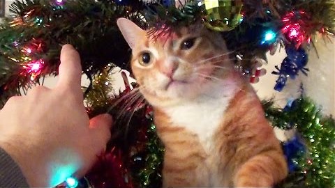 Decorating A Christmas Tree With Cats, Challenge Accepted